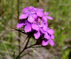 Image of Dianthus pseudarmeria M. Bieb.