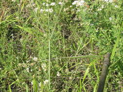 Imagem de Scabiosa praemontana Privalova