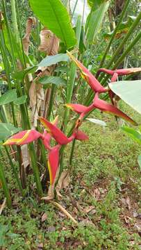 Image of Heliconia rauliniana Barreiros