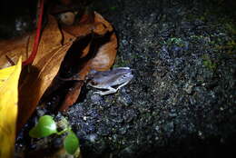 Image of Spotted Litter Frog