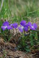 Image of Viola culminis F. Fen. & Moraldo