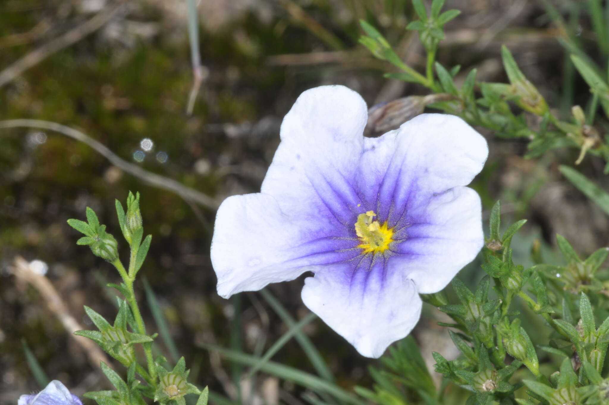 Image of Nierembergia linariifolia var. glabriuscula (Dun.) A. A. Cocucci & A. T. Hunziker