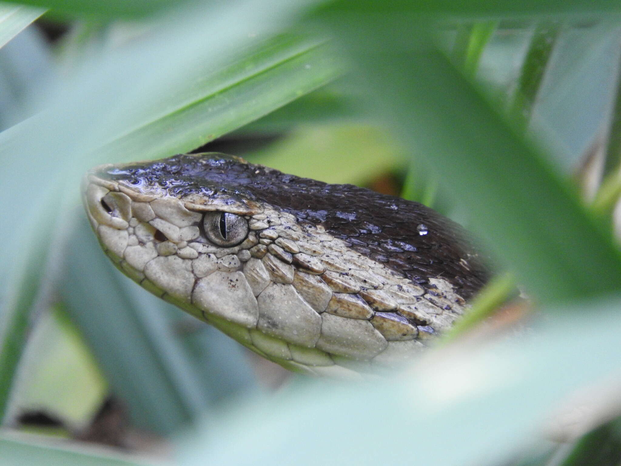 Image of Whitetail Lancehead