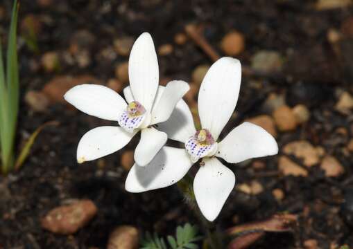 Image of Caladenia ixioides Lindl.