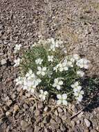 Image of White Sands fanmustard