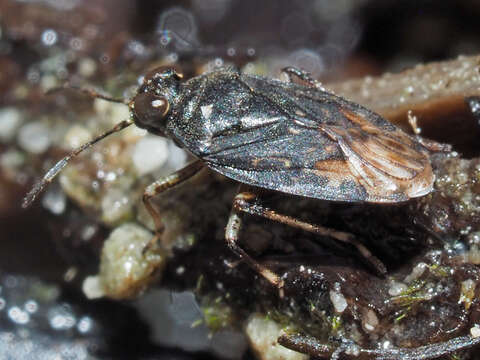 Image of common shorebug