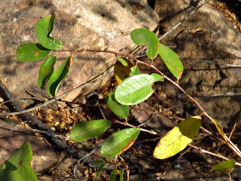 Image de Phyllanthus reticulatus var. reticulatus