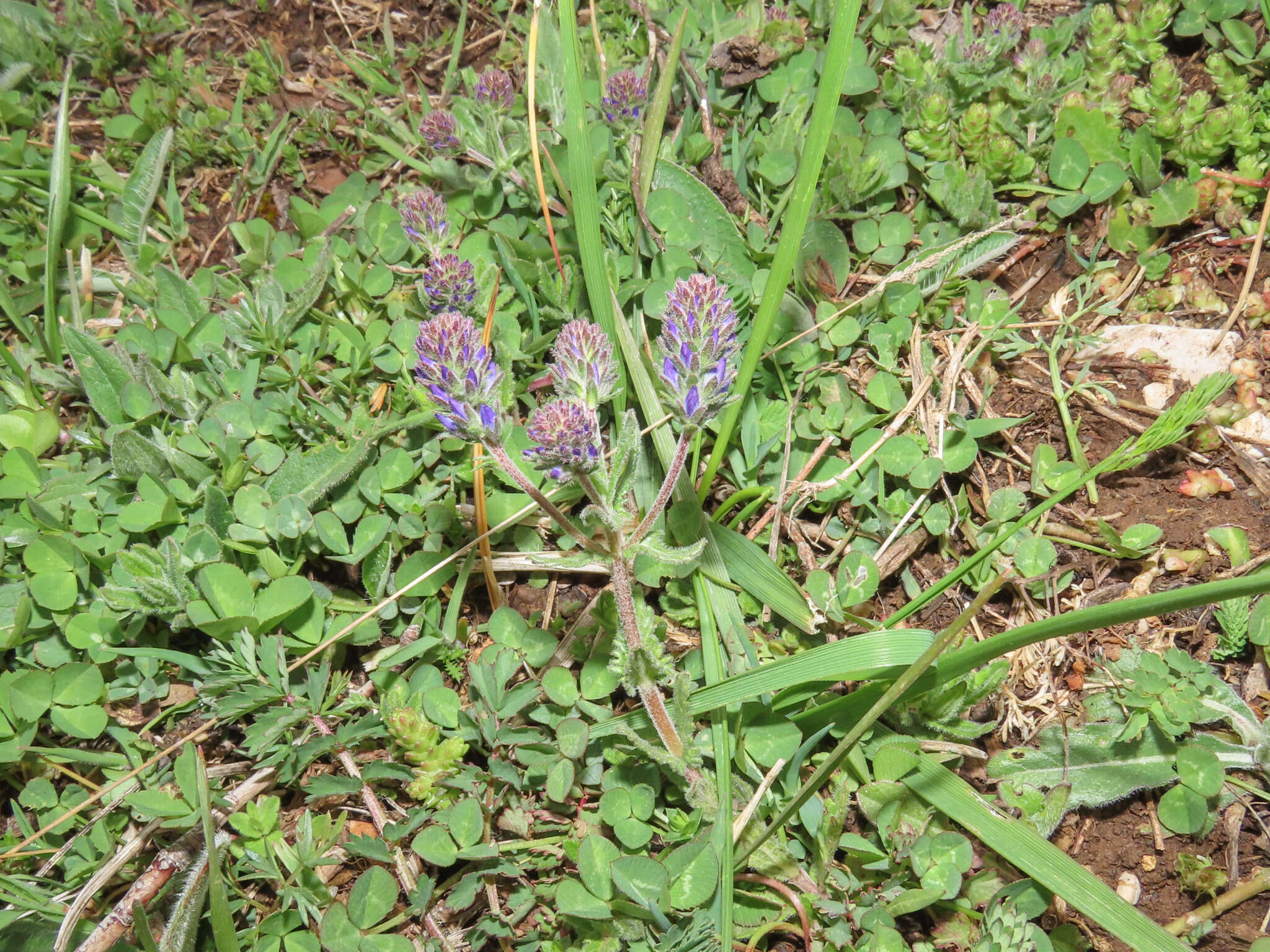 Image of Veronica orsiniana Ten.