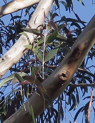 Image of Eucalyptus stenostoma L. A. S. Johnson & Blaxell