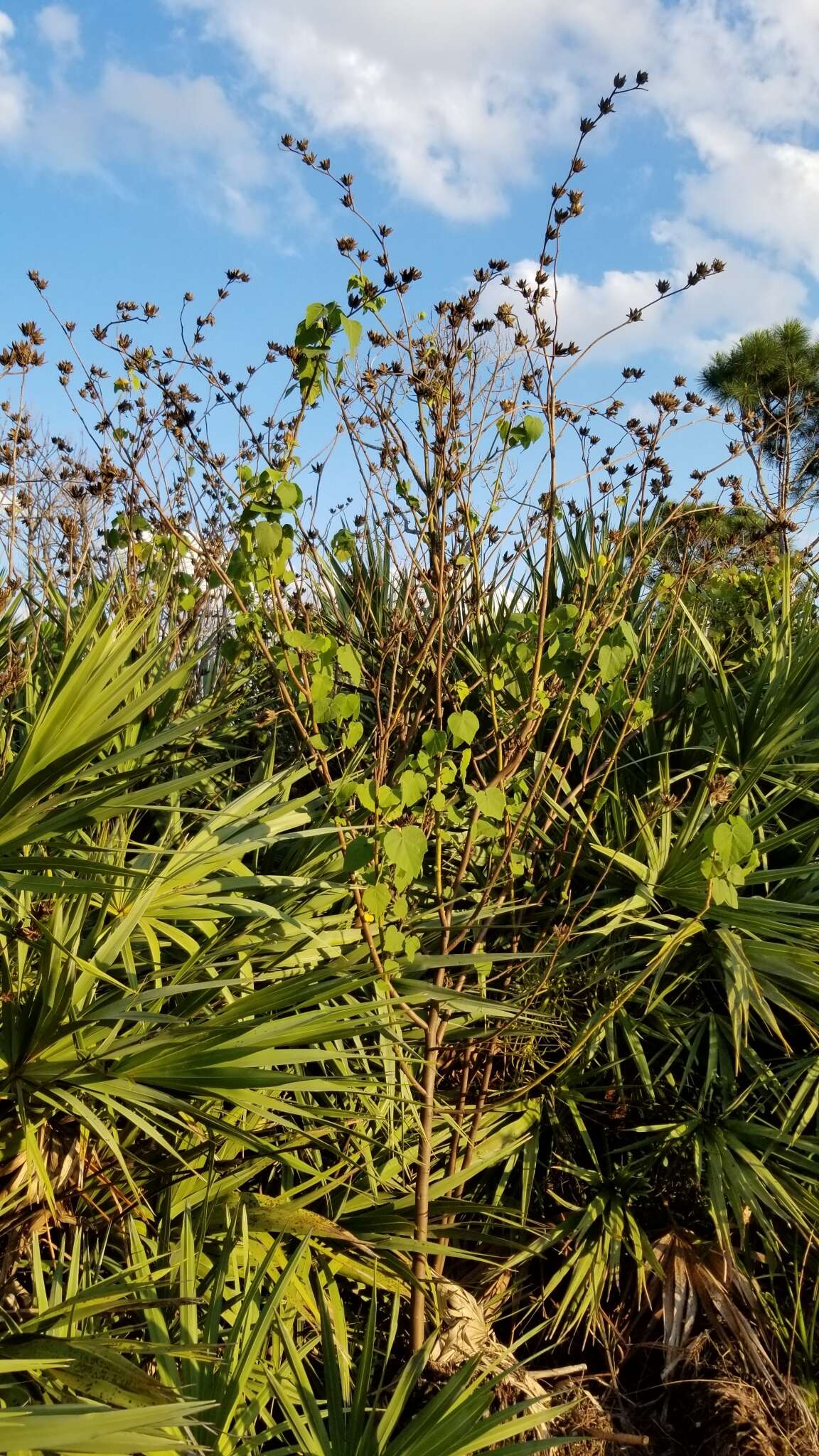 Sivun Hibiscus furcellatus Desr. kuva