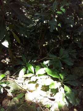 Image of umbrella catchbirdtree