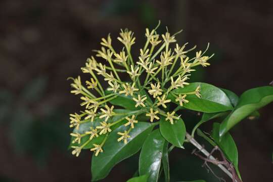 Image of Tarenna fragrans (Blume) Koord. & Valeton