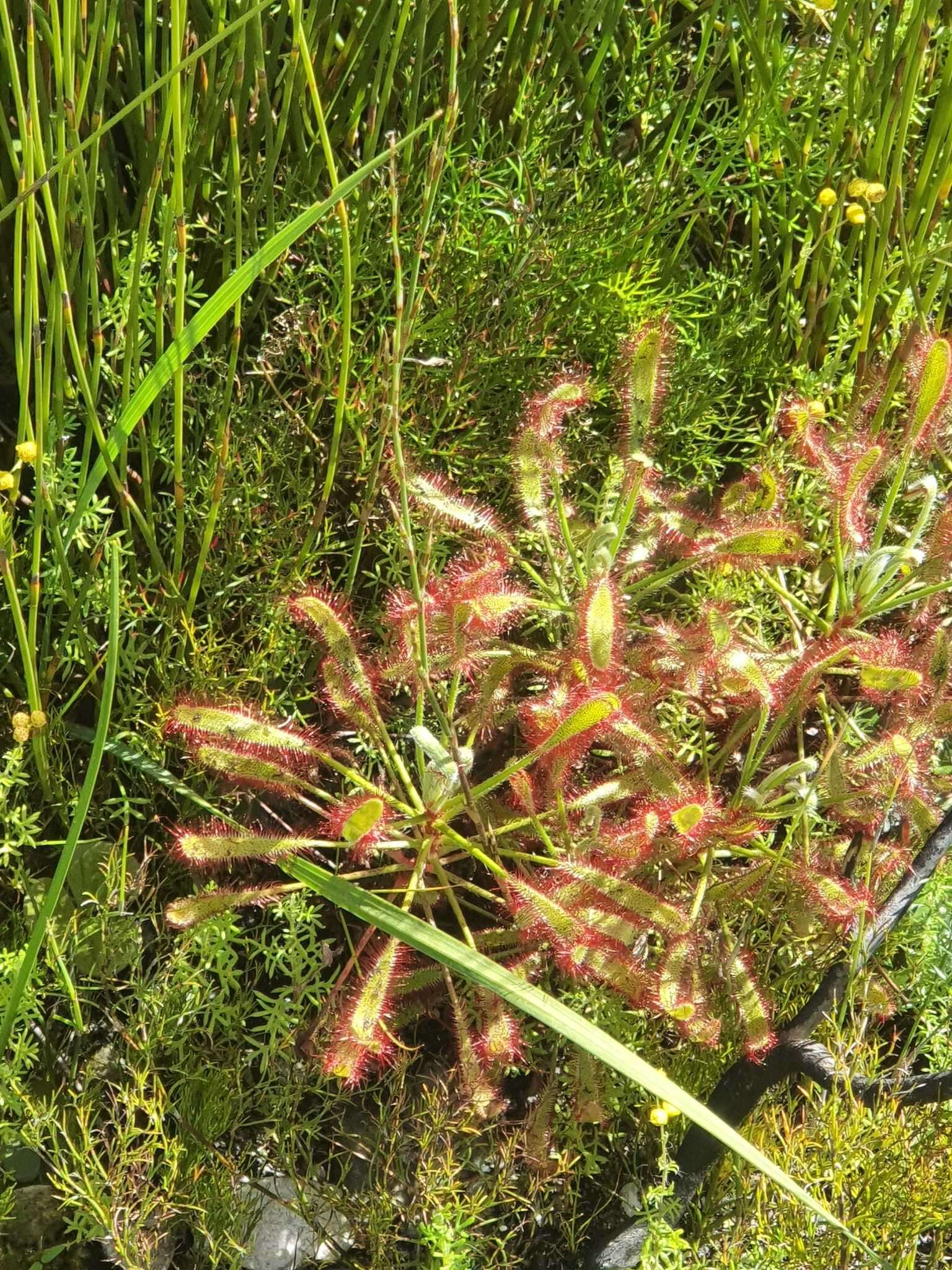 Drosera ramentacea Burch. ex DC.的圖片