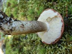 Image of Leccinum vulpinum Watling 1961