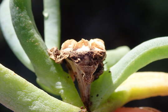 Image de Malephora lutea (Haw.) Schwant.