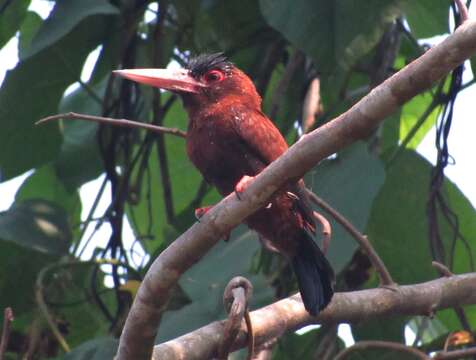 Image of Chestnut Jacamar