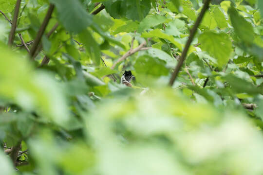 Image of Collared Antshrike