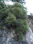 Image of Echinospartum boissieri (Spach) Rothm.