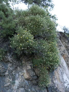 Слика од Echinospartum boissieri (Spach) Rothm.