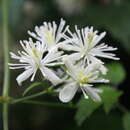 Imagem de <i>Clematis <i>apiifolia</i></i> var. apiifolia