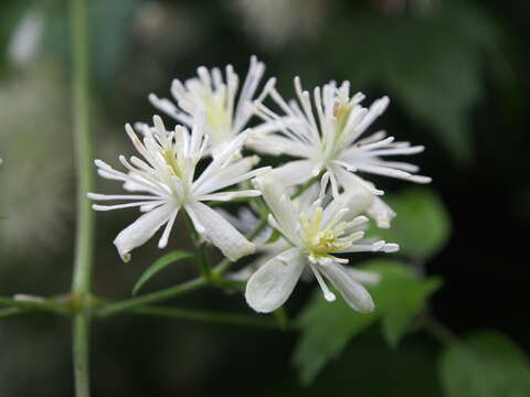 Image de <i>Clematis <i>apiifolia</i></i> var. apiifolia