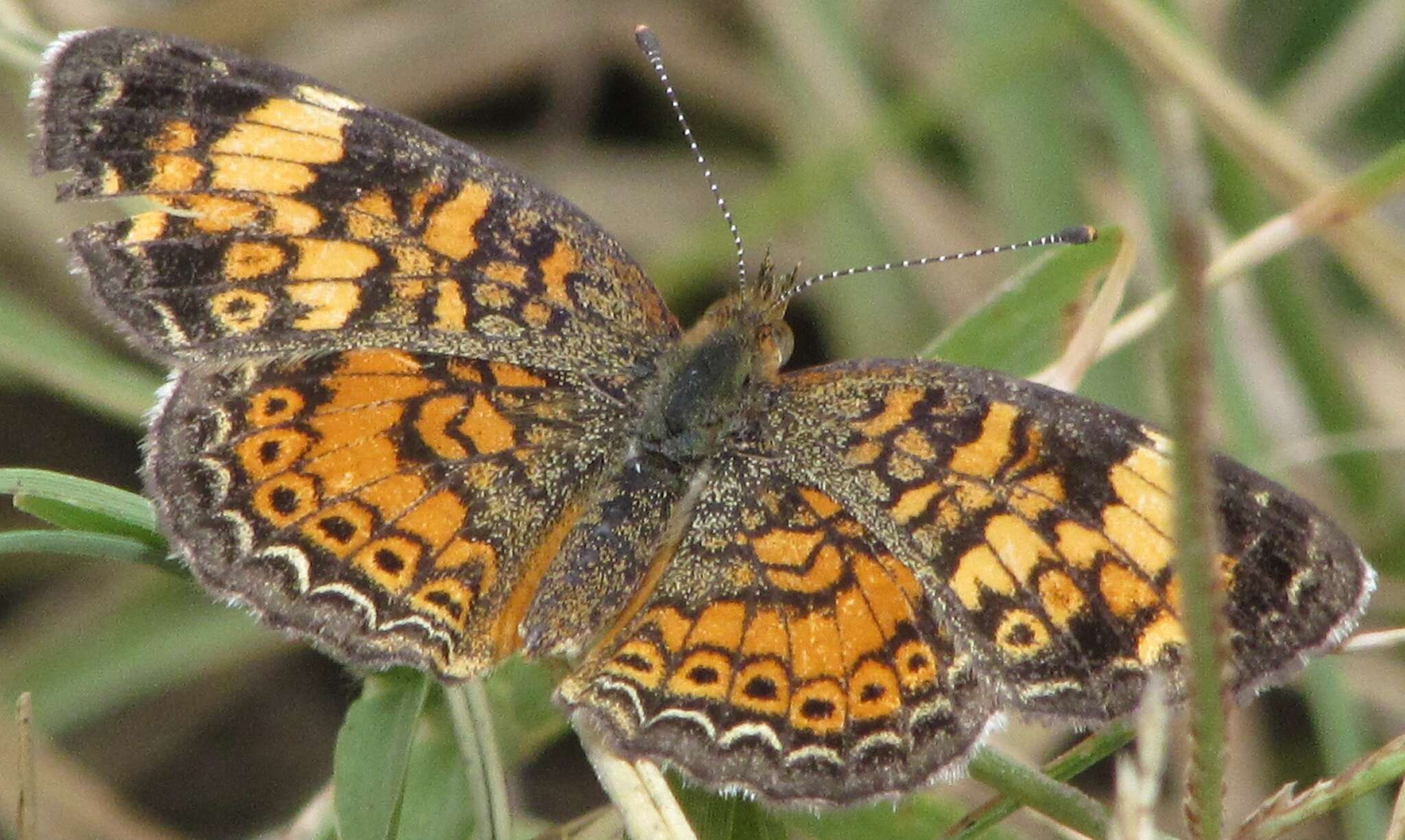 Image of Phaon Crescent