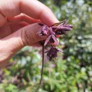 Image of Axiniphyllum scabrum (Zucc.) Blake