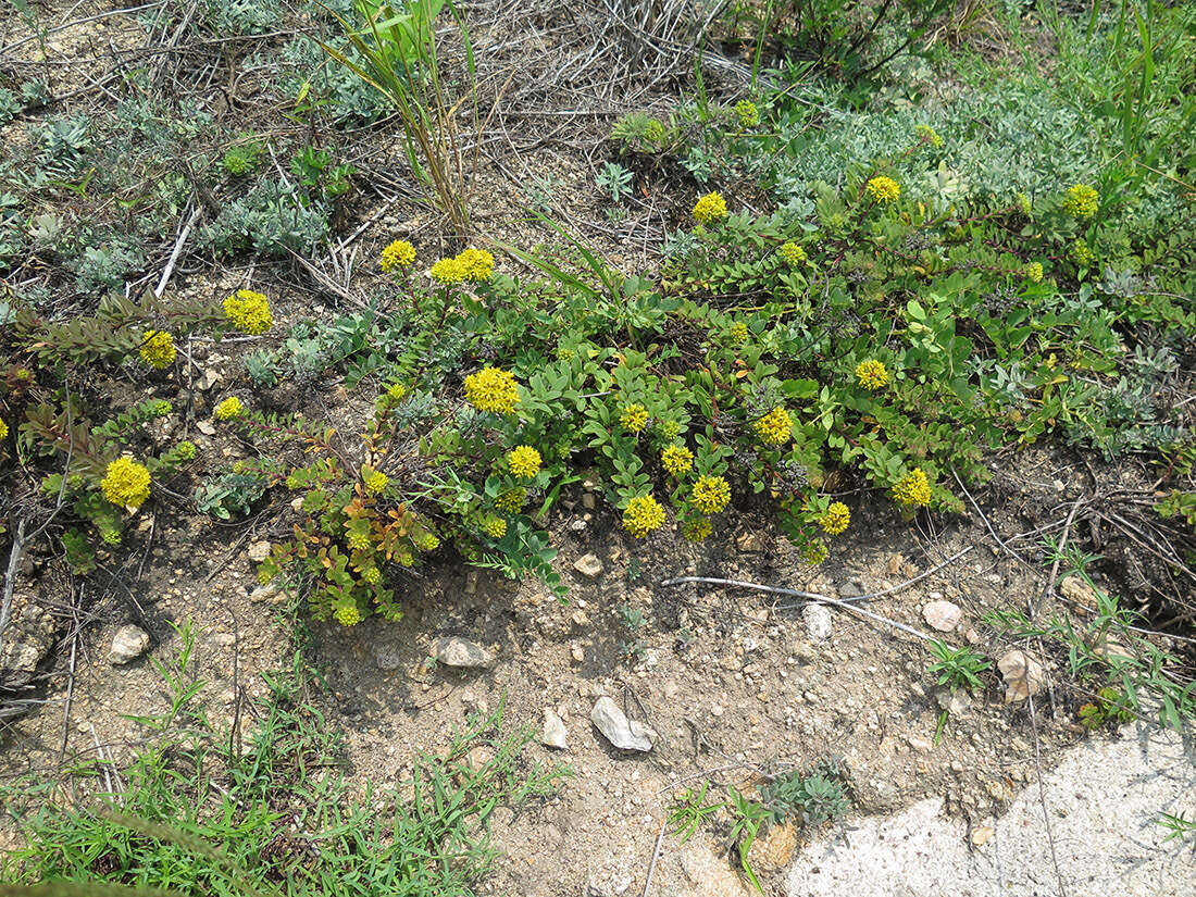 Image of <i>Sedum selskianum</i> Regel & Maak