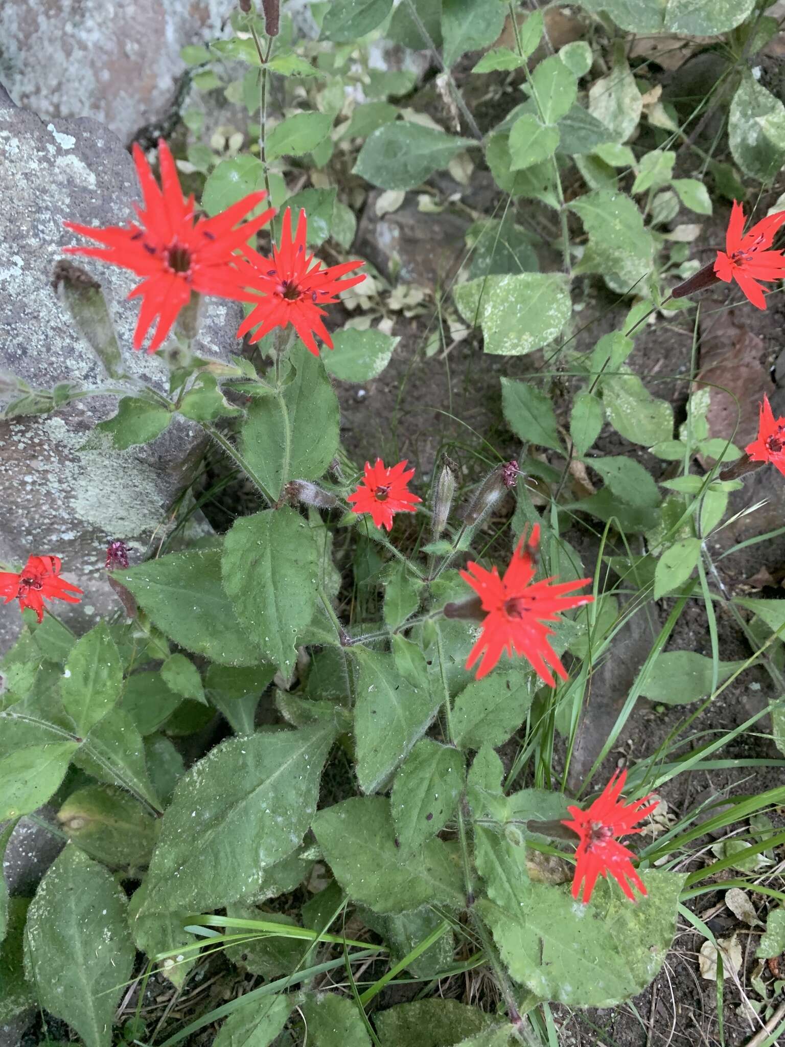 Imagem de Silene rotundifolia Nutt.