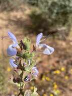 Imagem de Salvia dentata Aiton