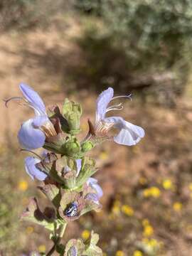 Image of Salvia dentata Aiton
