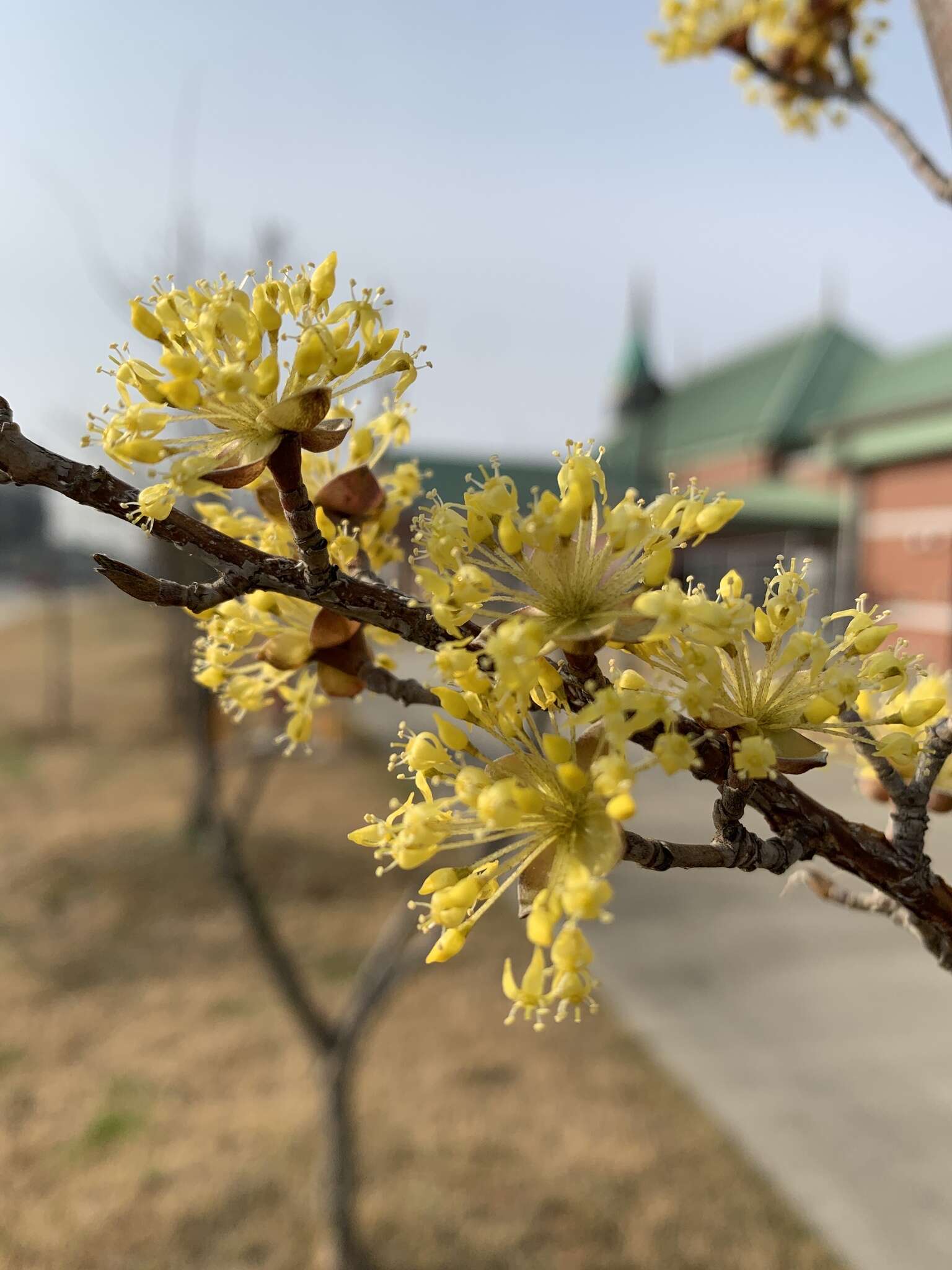 Plancia ëd Cornus officinalis Siebold & Zucc.