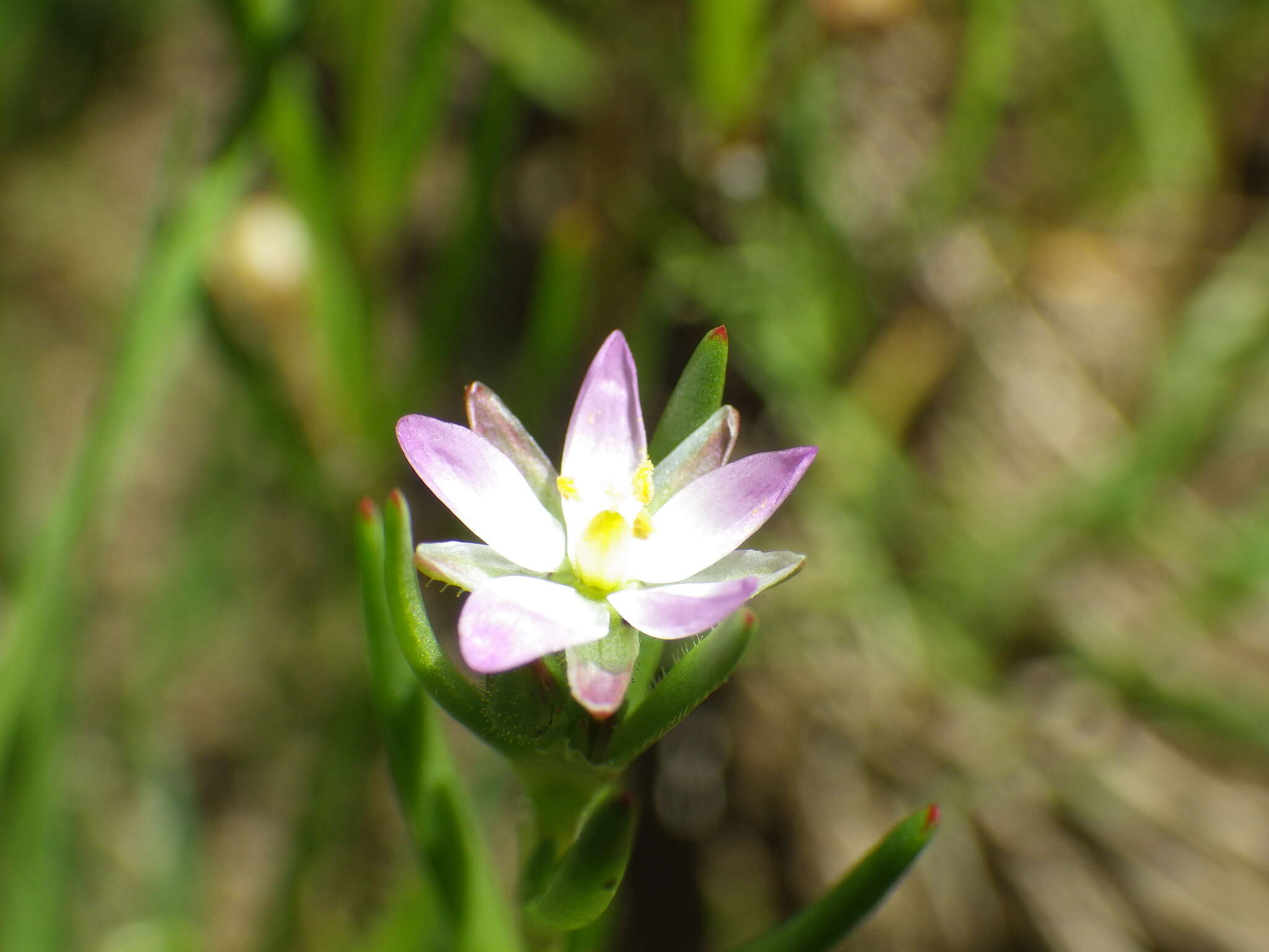 Plancia ëd Spergularia macrotheca (Hornem. ex Cham. & Schltdl.) Heynh.