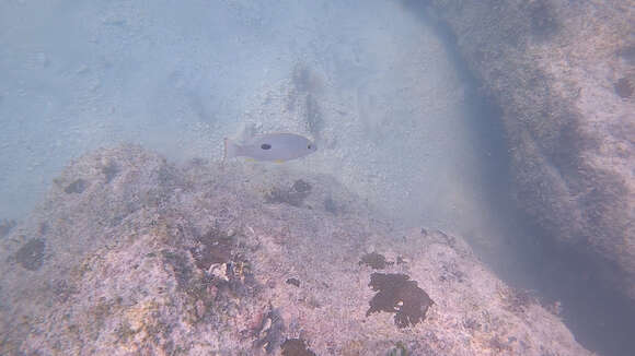 Image of Lantern jaw