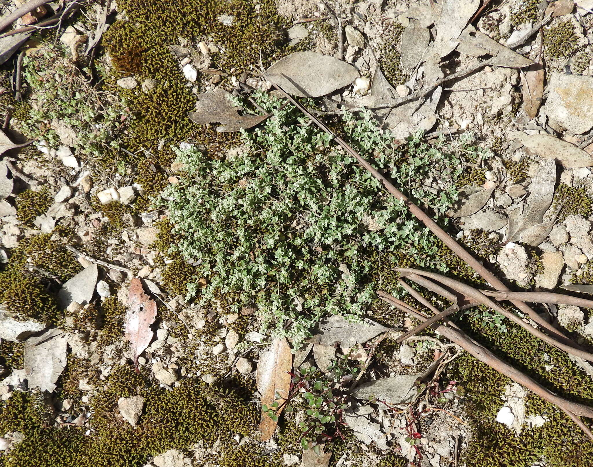 Image of Desert goosefoot