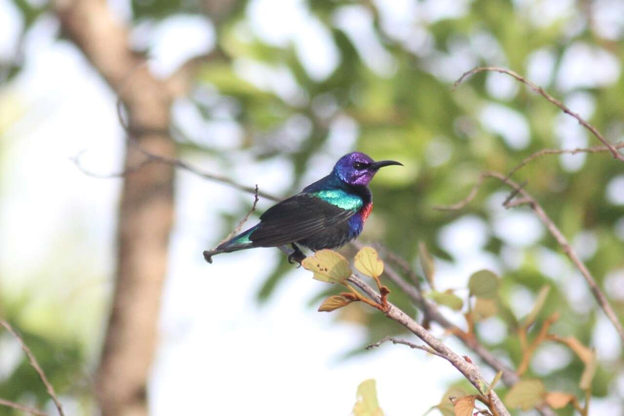 Image of Splendid Sunbird