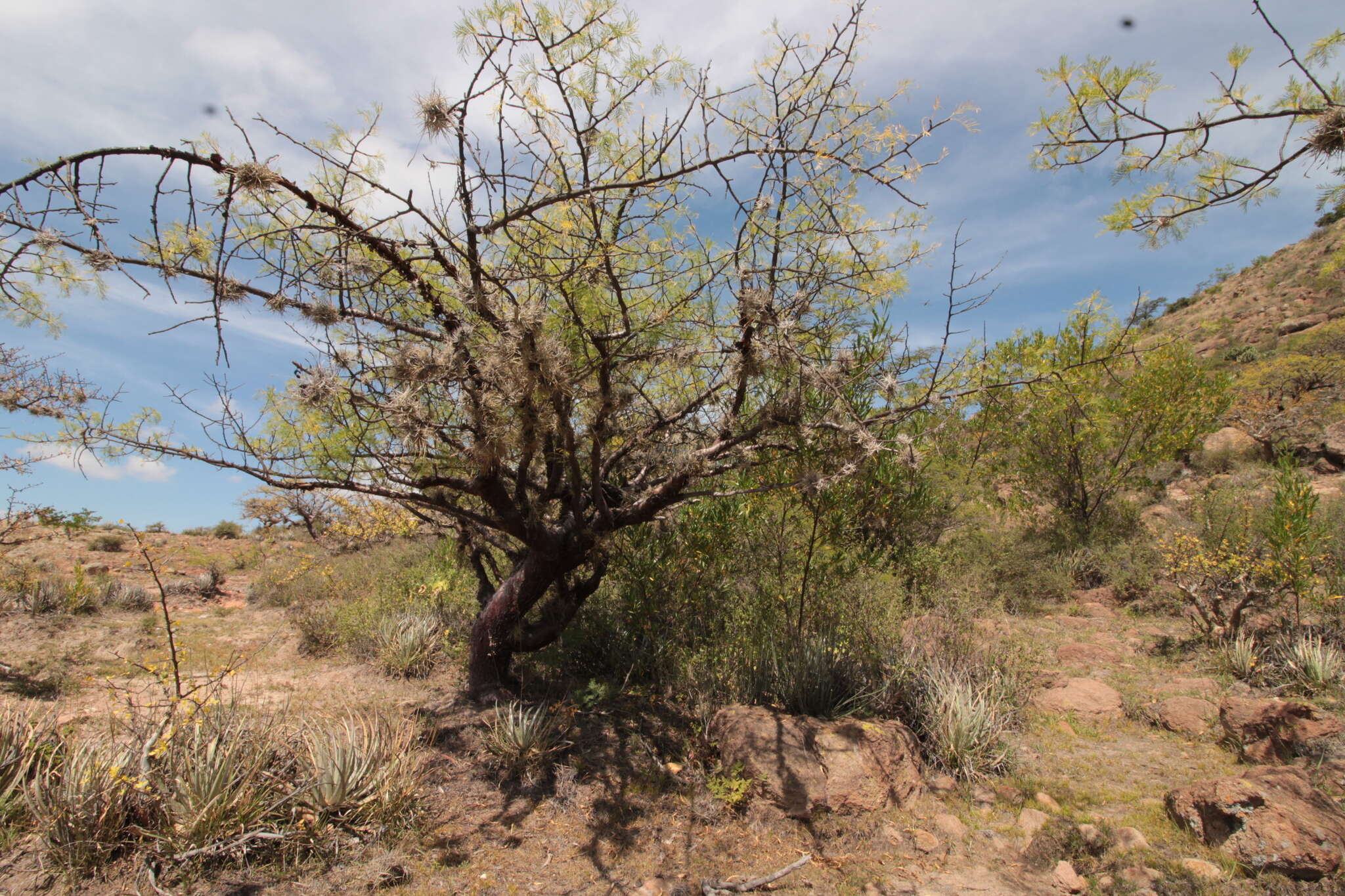 Plancia ëd Bursera morelensis Ramirez