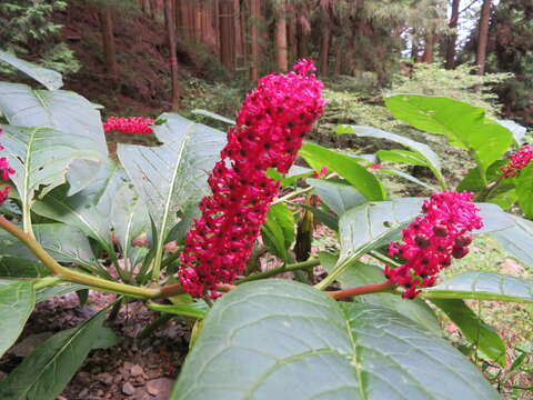 Image of Phytolacca japonica Makino