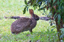 Image of Swamp Rabbit