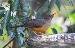 Image of Turdus olivaceus pondoensis Reichenow 1917