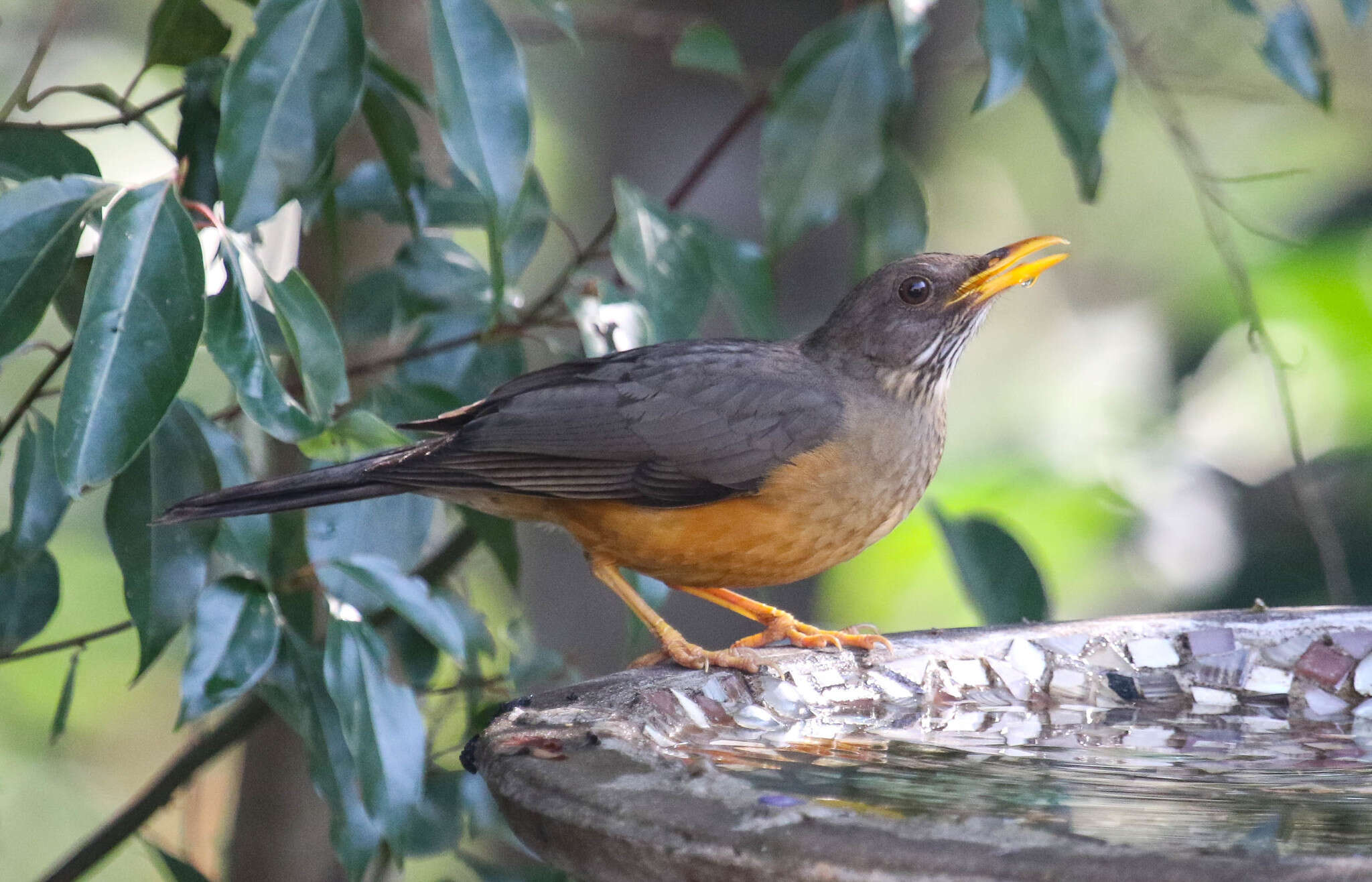 Image of Turdus olivaceus pondoensis Reichenow 1917