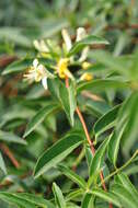 Image de Lonicera acuminata Wall.