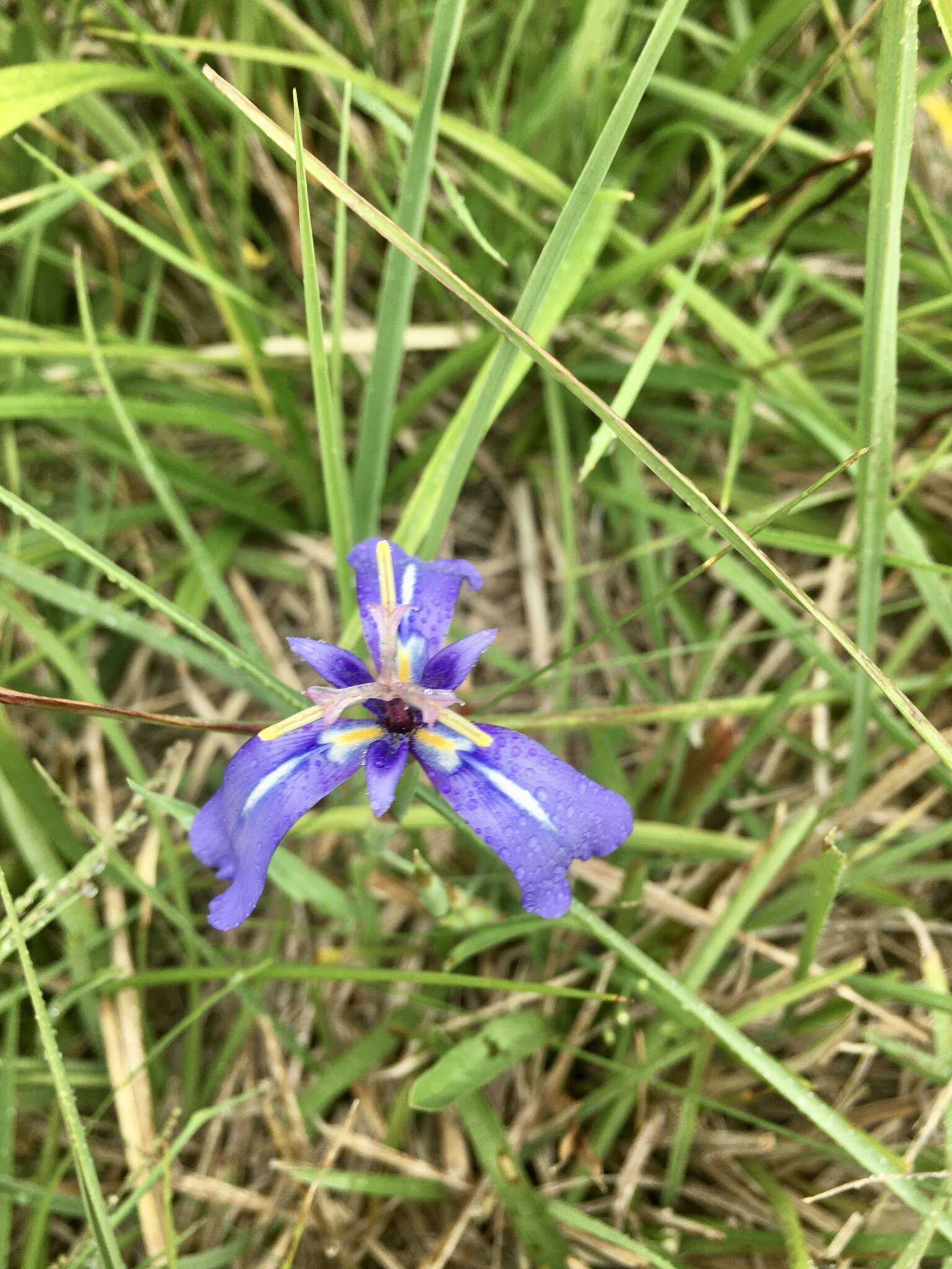 Image of Herbertia pulchella Sweet