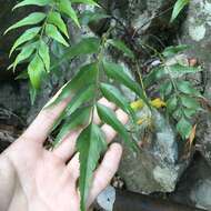 Image of Asplenium falcatum Lam.