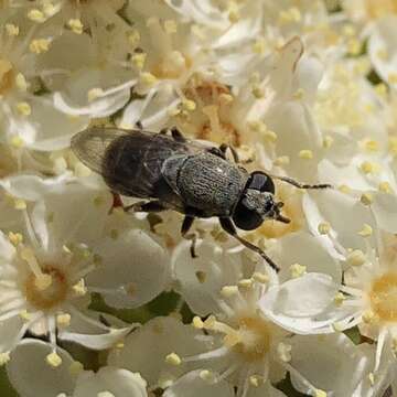 Image de Myolepta strigilata (Loew 1872)