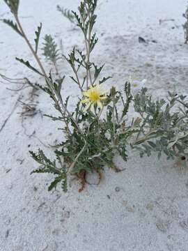 Image of Mentzelia procera (Wooton & Standl.) J. J. Schenk & L. Hufford