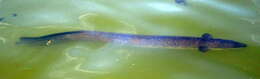 Image of Speckled longfin eel