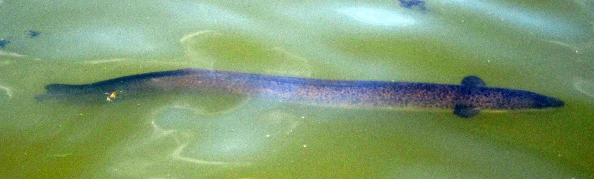 Image of Speckled longfin eel