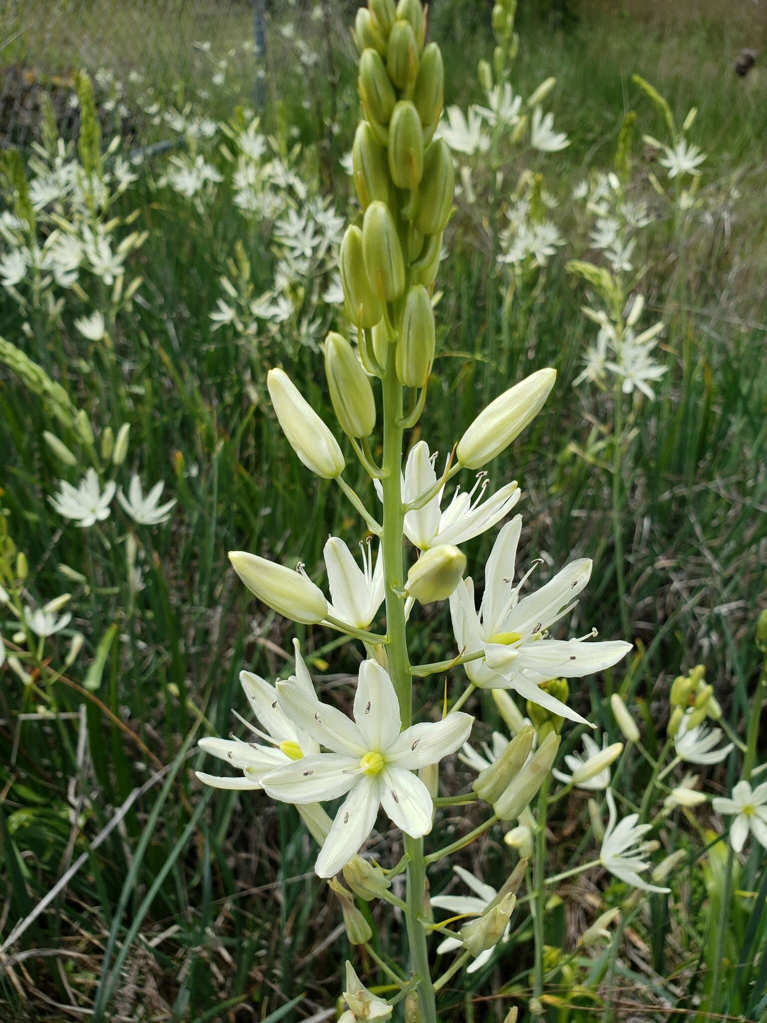 Imagem de Camassia leichtlinii subsp. leichtlinii