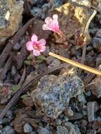 Image of Jepson's monkeyflower